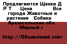 Предлагаются Щенки Д.Р.Т.  › Цена ­ 15 000 - Все города Животные и растения » Собаки   . Архангельская обл.,Мирный г.